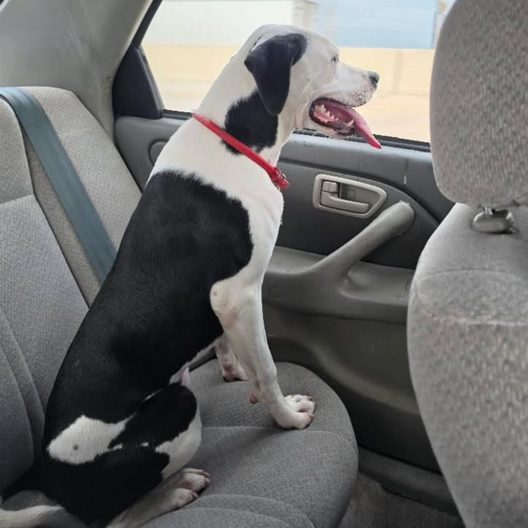 Photo of Spot, adoptable Terrier, American Pit Bull / Dalmatian in San Antonio, Texas