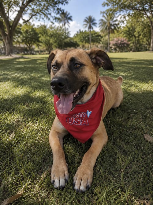 Photo of Kenny T, adoptable Black Mouth Cur in Inglewood, California