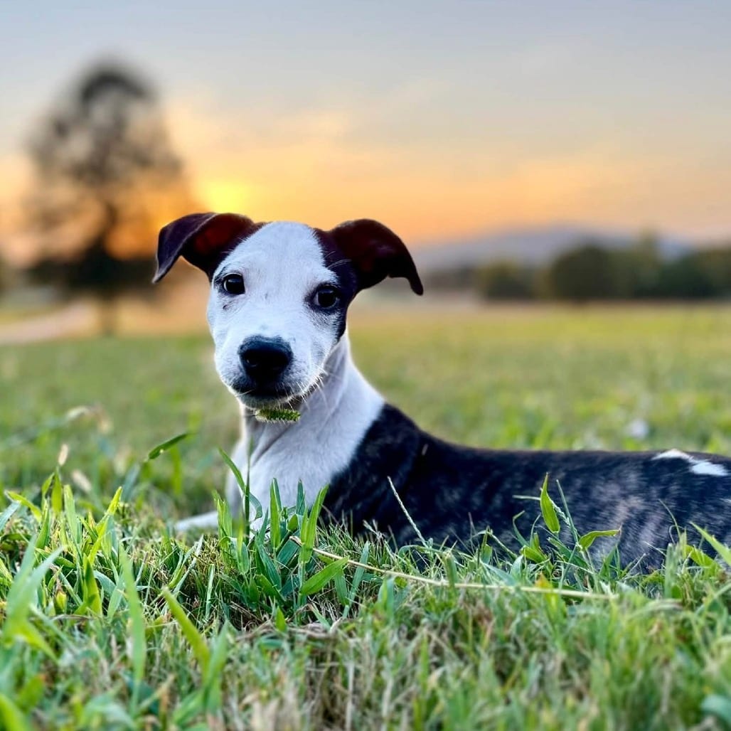 Photo of Travis Kelsit, adoptable Mixed Breed (Medium) in Whitestone, New York