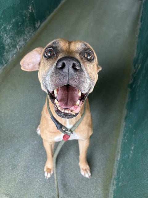 Photo of Mia, adoptable Boxer in Miami, Florida
