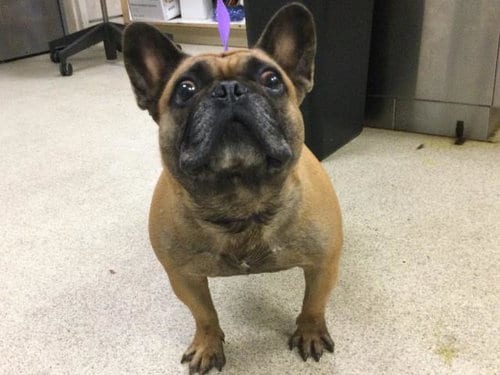 Photo of Spooky, adoptable French Bulldog in Riverside, California