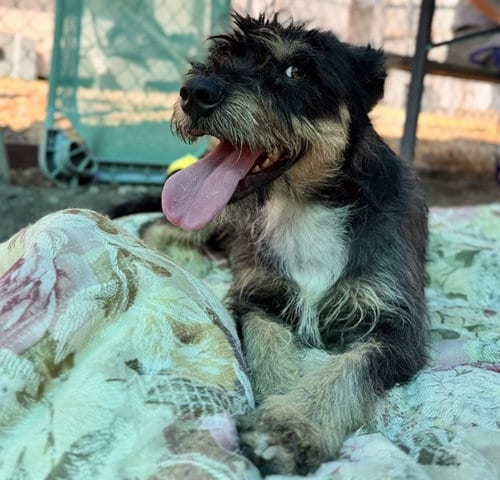 Photo of Fawn, adoptable Terrier in San Bernardino, California