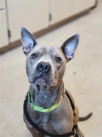 Photo of Bandit, adoptable Pit Bull Terrier in Akron, Ohio