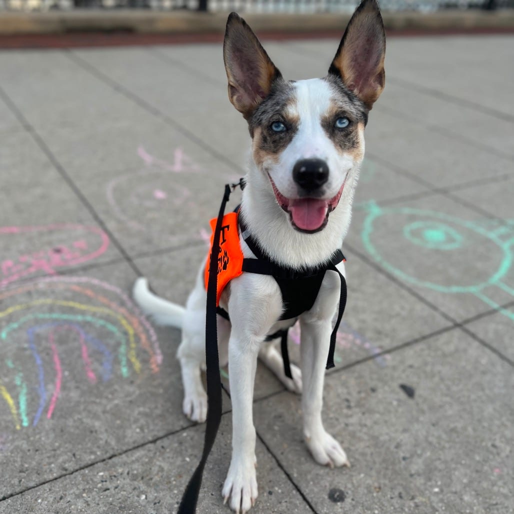 Photo of Maraschino Cherry, adoptable Shepherd, Australian / Mixed Breed (Medium) in Jersey City, New Jersey