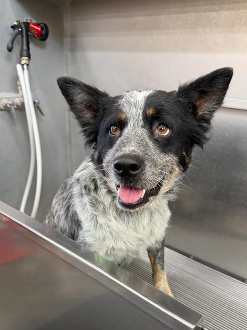 Photo of Gypsy, adoptable Australian Cattle Dog/Blue Heeler in Paso Robles, California