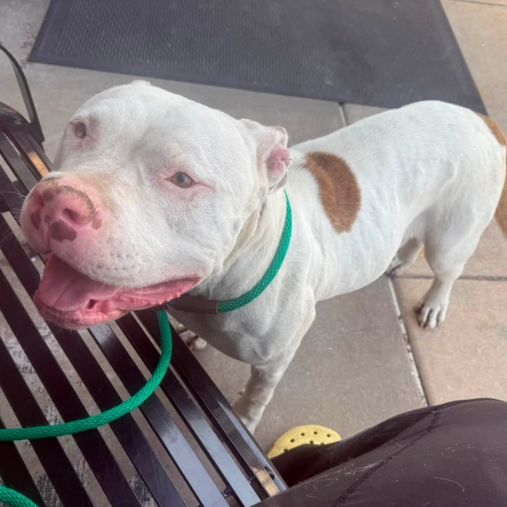 Photo of Miss Thickums, adoptable Mixed Breed (Large) in St. Louis, Missouri