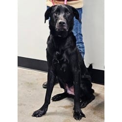 Photo of Apollo, adoptable Labrador Retriever in Georgetown, Delaware