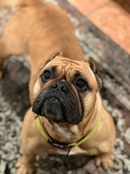 Photo of Honey, adoptable English Bulldog in Dana Point, California