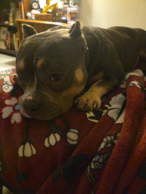 Photo of Sabina Katrina Luxmore, adoptable Pit Bull Terrier in Johns Island, South Carolina