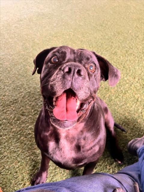 Photo of Bandito, adoptable Mastiff in Woodland, California