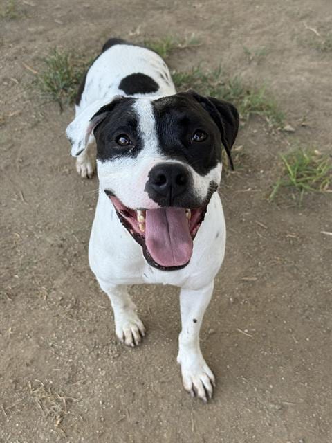 Photo of Boxie, adoptable Pit Bull Terrier in Riverside, California