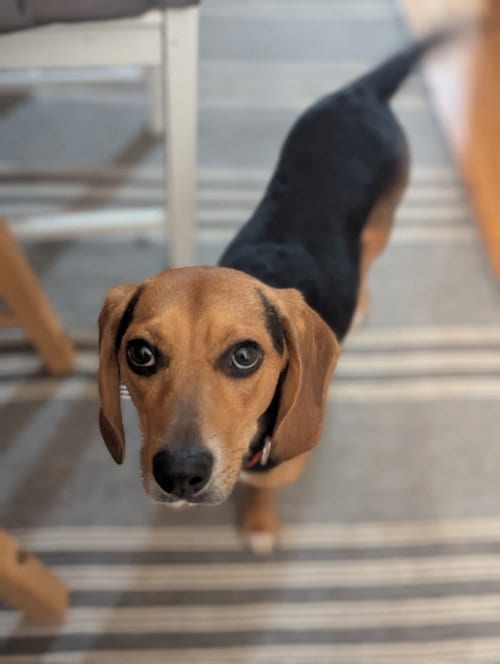 Photo of Cooper, adoptable Beagle in Crystal, Minnesota