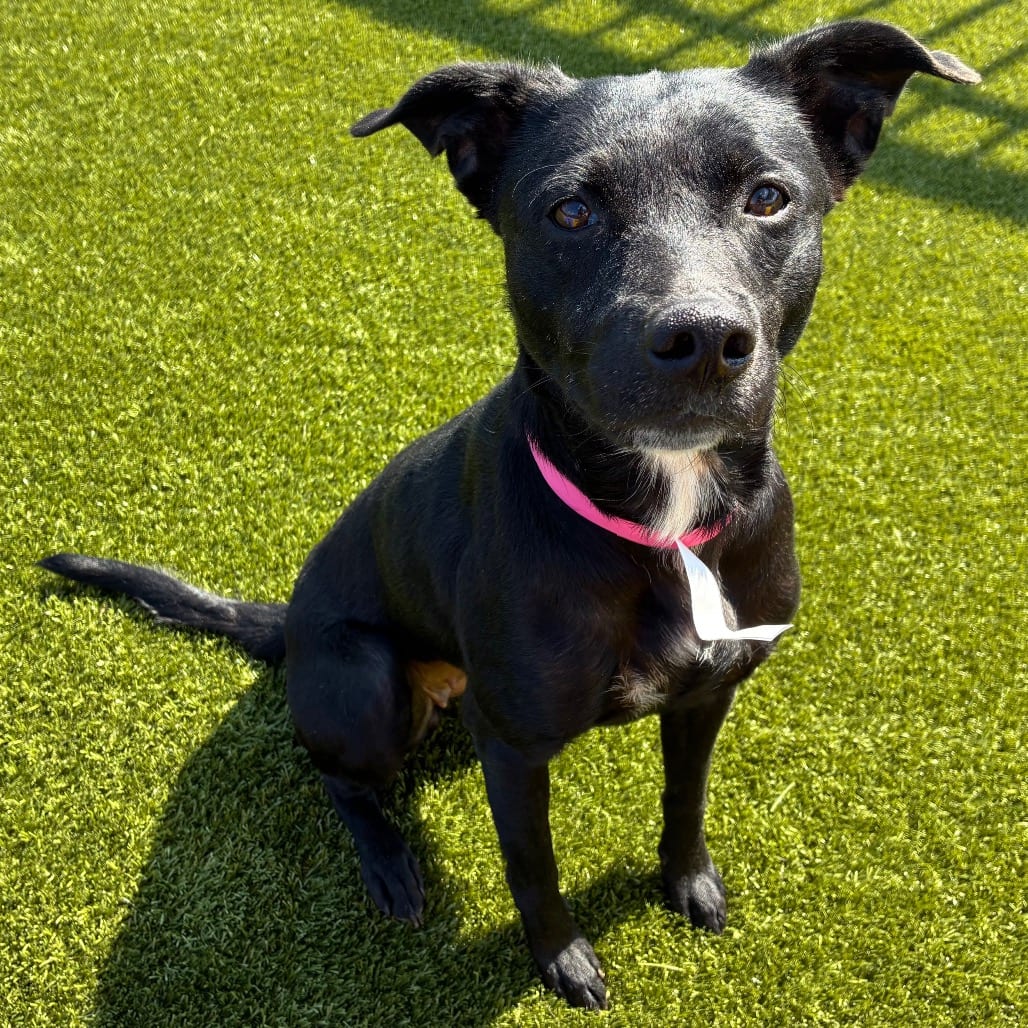 Photo of Halo, adoptable Retriever in Spartanburg, South Carolina