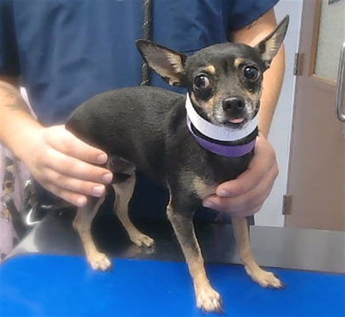 Photo of Flower, adoptable Chihuahua in Phoenix, Arizona