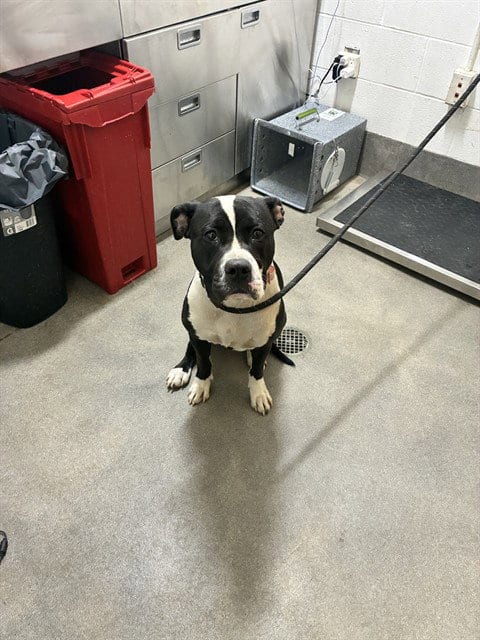 Photo of Debbie, adoptable American Bulldog in Forestville, Maryland