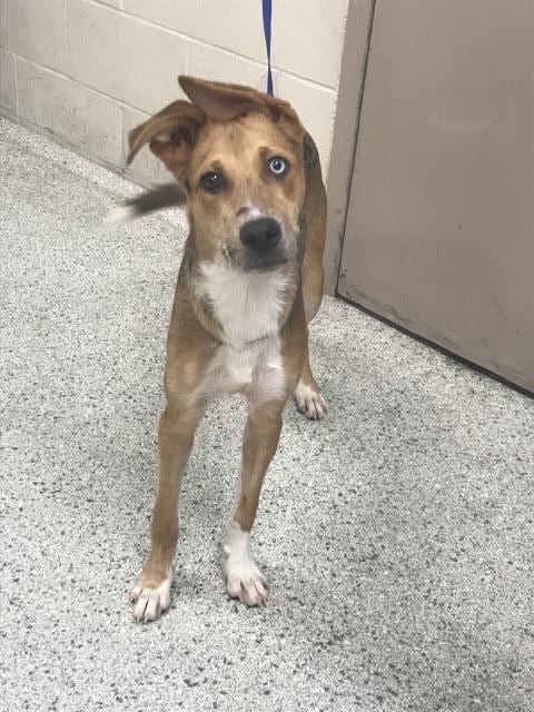 Photo of Flopsie, adoptable Bluetick Coonhound in Conroe, Texas