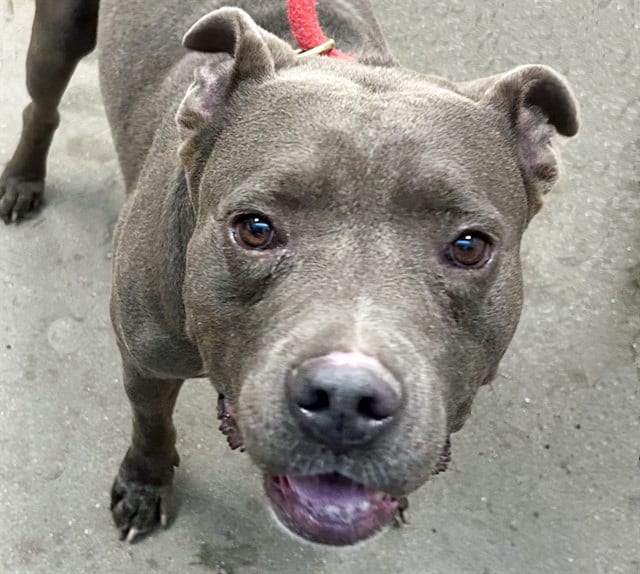 Photo of Chapo, adoptable dog