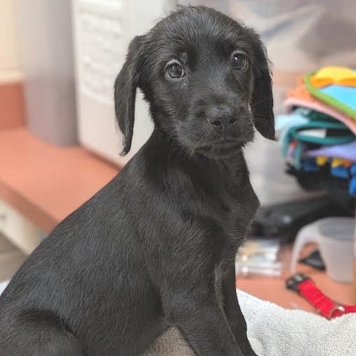 Photo of Baby Mufasa-In Foster, adoptable Retriever in Springfield, Massachusetts