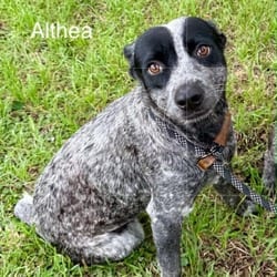 Photo of Althea KF, adoptable Australian Cattle Dog in Hartford, Connecticut
