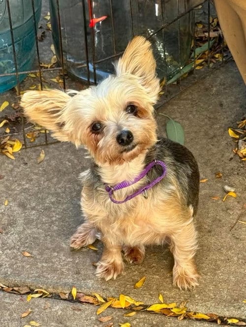 Photo of Lisa, adoptable Yorkshire Terrier Yorkie in Buffalo, New York