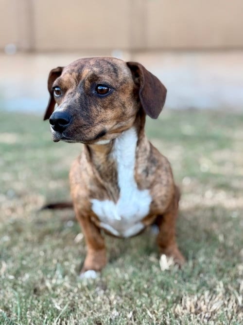 Photo of Mallory, adoptable Dachshund in PIPE CREEK, Texas
