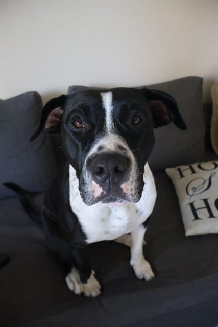 Photo of Anne, adoptable Terrier mix in Miami, Florida