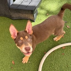 Photo of Meeko 0953, adoptable German Shepherd Dog Husky in Loxahatchee, Florida