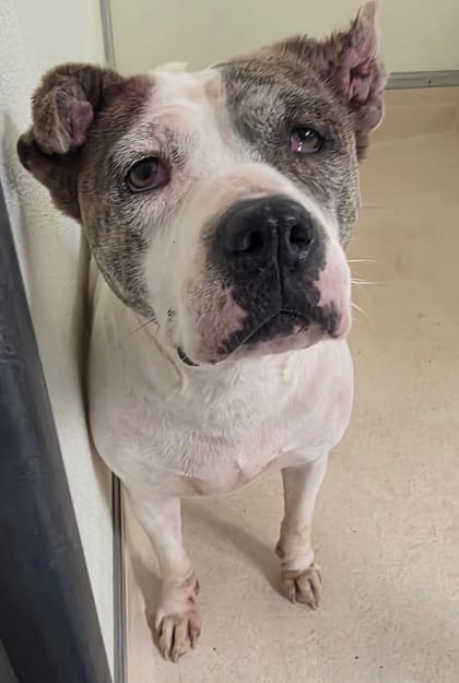 Photo of Mamacita, adoptable Terrier, Pit Bull/Mix in Raeford, North Carolina