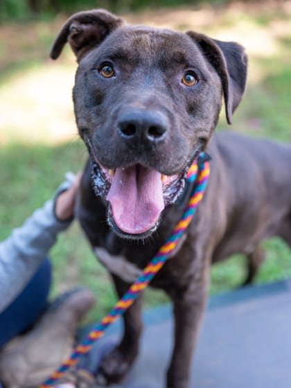 Photo of Urniemurnie, adoptable dog in Chamblee, Georgia