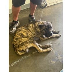 Photo of Kurama, adoptable Presa Canario in Chatsworth, California