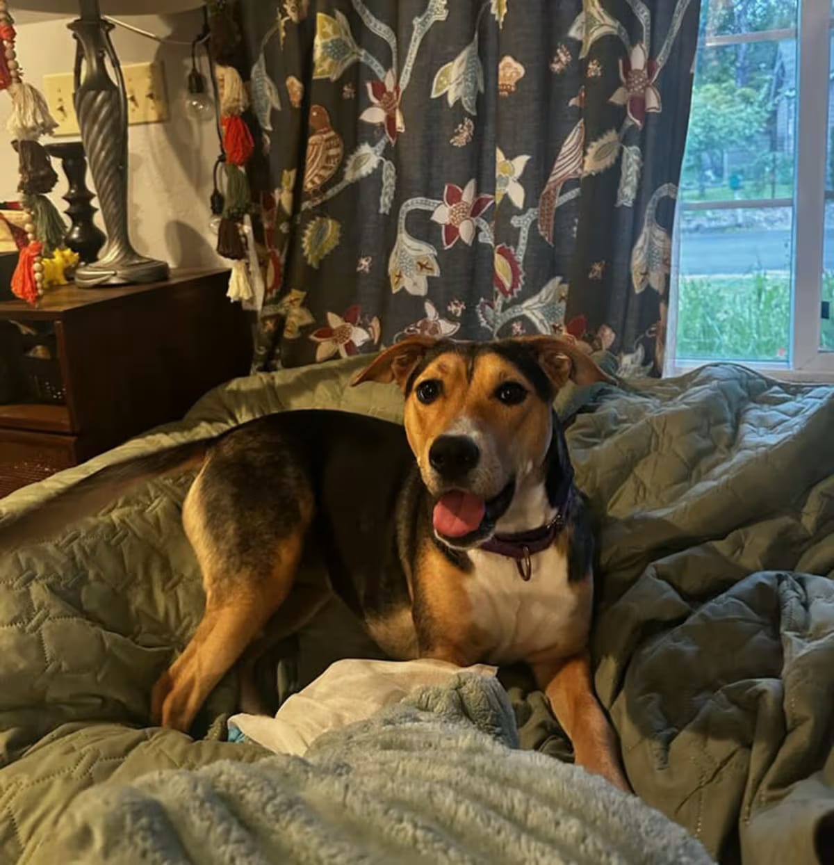Photo of Taylor, adoptable Australian Cattle Dog German Shepherd Dog in Salem, Oregon