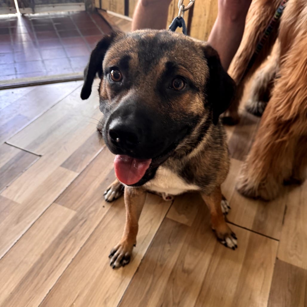 Photo of Hunter, adoptable Shepherd