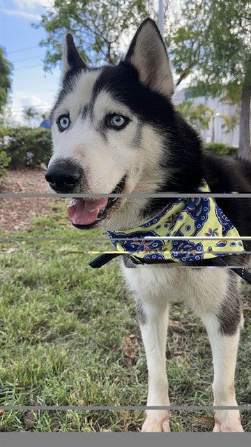 Photo of Ben, adoptable Siberian Husky in Miami, Florida