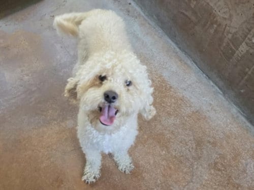 Photo of Scout, adoptable Poodle (Miniature) in Chatsworth, California