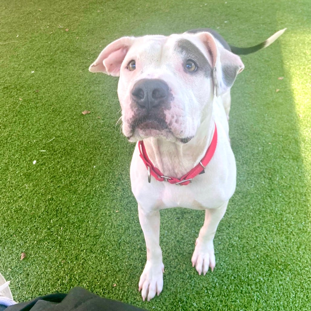 Photo of Salt, adoptable Terrier, Pit Bull in Greensboro, North Carolina