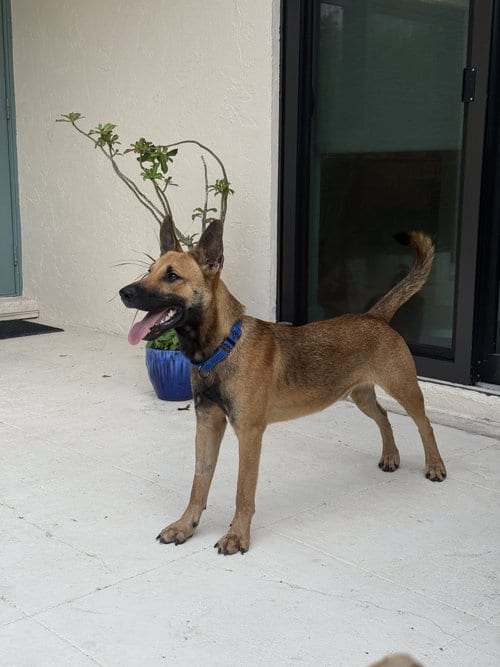 Photo of Gibson, adoptable German Shepherd Dog in Lighthouse Point, Florida