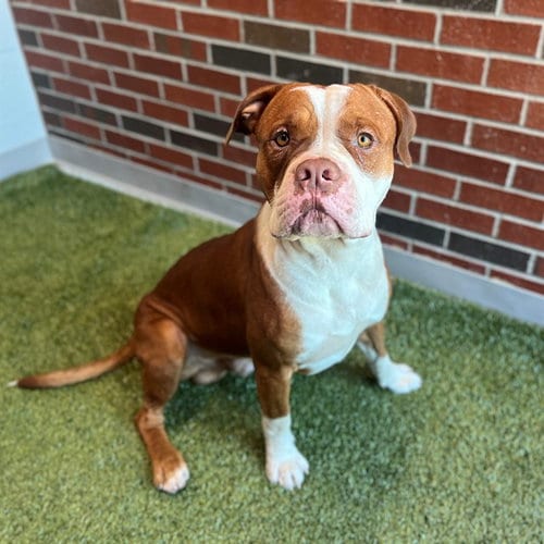 Photo of Tanx, adoptable American Pit Bull Terrier in Edmond, Oklahoma