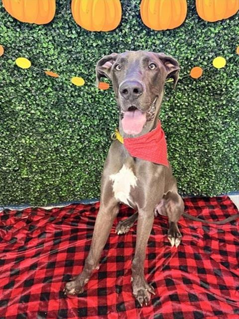 Photo of Garth Brooks, adoptable Great Dane in Corpus Christi, Texas