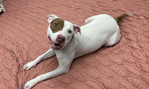 Photo of Rosemary, adoptable American Staffordshire Terrier in Detroit, Michigan
