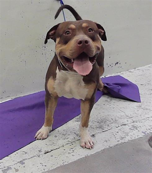 Photo of A2097464, adoptable Staffordshire Bull Terrier in Houston, Texas