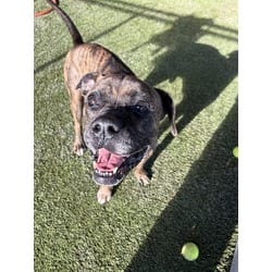 Photo of Paco, adoptable Terrier (Unknown Type, Medium) in Doral, Florida