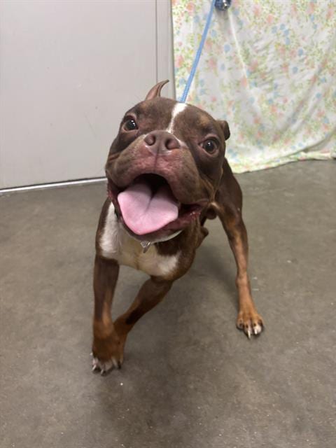 Photo of Bugsy, adoptable Boston Terrier in Rosenberg, Texas