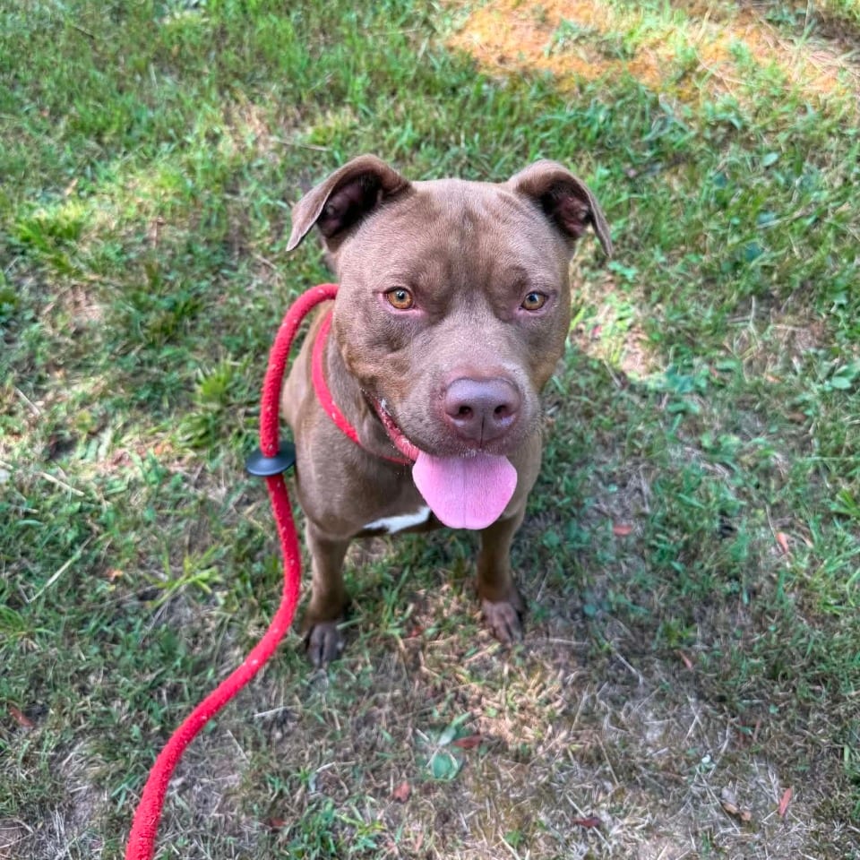 Photo of Hancho, adoptable Mixed Breed (Large) in Chattanooga, Tennessee