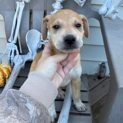 Photo of Rex, adoptable Shepherd (Unknown Type) Mixed Breed (Medium) in Frederick, Maryland
