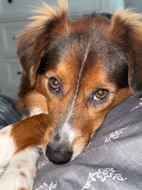 Photo of Kane, adoptable Australian Shepherd in Oakhurst, New Jersey