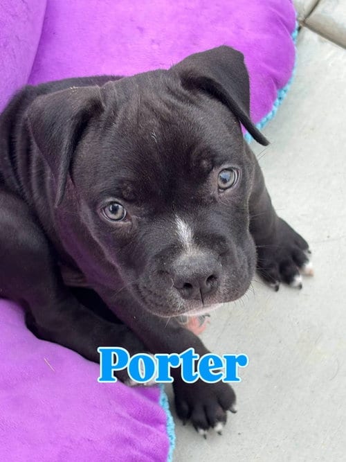 Photo of Dolly’s Dreamers - Porter, adoptable American Staffordshire Terrier in San Diego, California