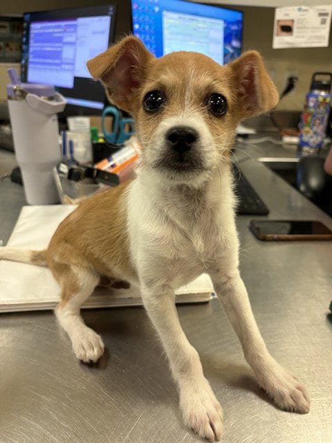Photo of Tyler, adoptable Terrier in Riverside, California