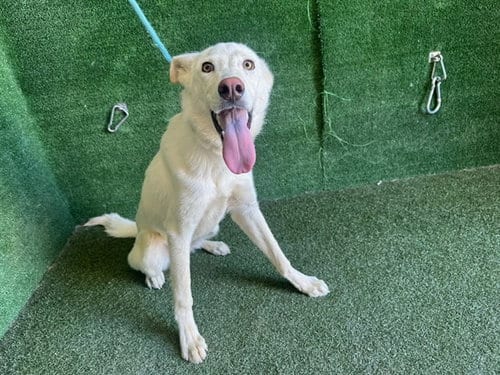 Photo of Berto, adoptable German Shepherd Dog in Castaic, California