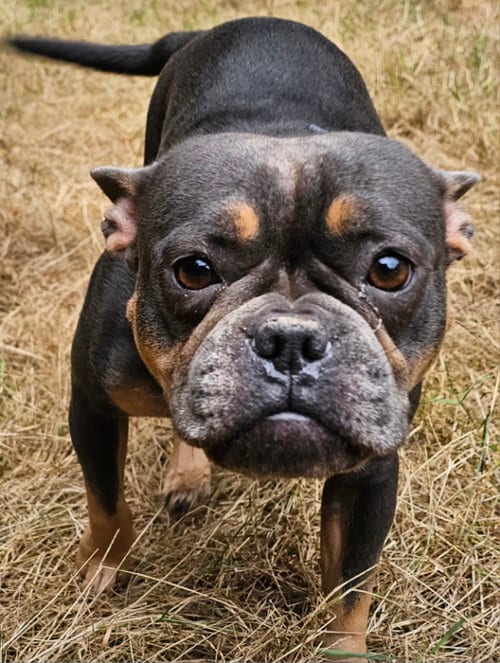 Photo of Gigi, adoptable French Bulldog in Olalla, Washington