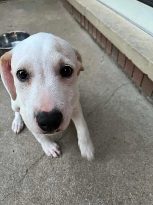 Photo of Comida Blanca : Queso, adoptable Labrador Retriever in Aurora, Indiana